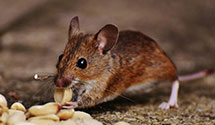 24 Hour & Emergency Exterminators in Dsrt Hot Spgs, CA